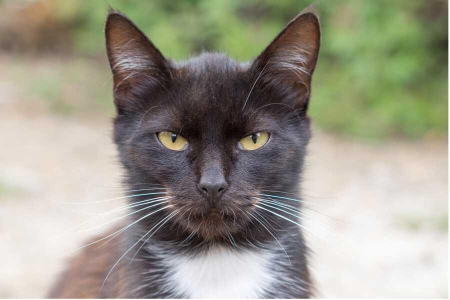 Hoe bereken je de leeftijd van een kat ?