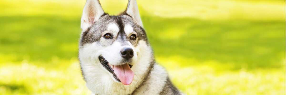 Wat is het karakter van een Husky ?