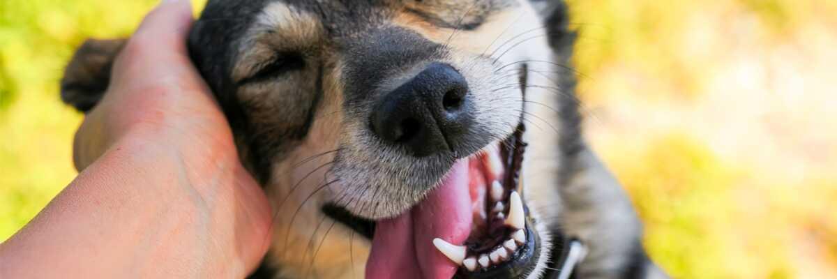 vestibulair syndroom bij honden verlichten