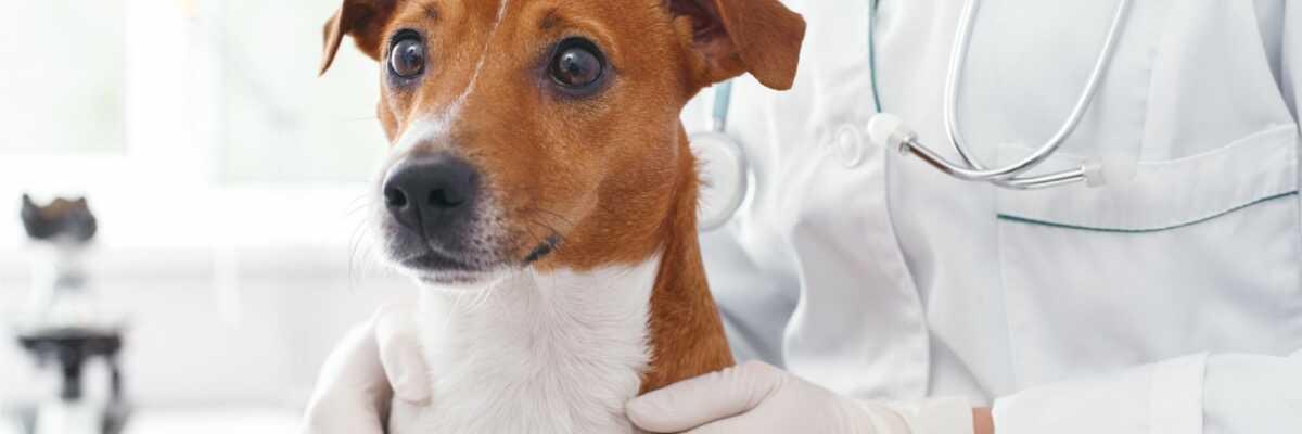 Wat moet je doen als je hond een beroerte krijgt ?