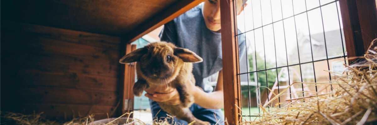 Nourriture de luzerne comprimée pour lapin — Boutiques d'animaux Chico