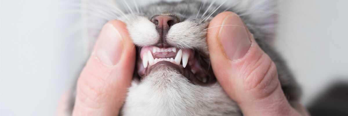 Wat is stomatitis bij katten ?