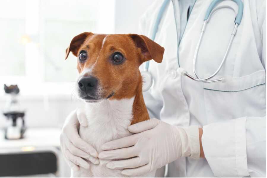 comment réagir face à l'AVC du chien