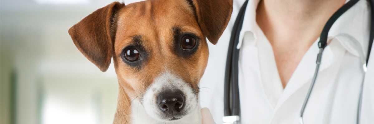 Hoe wordt tetanus bij honden behandeld?