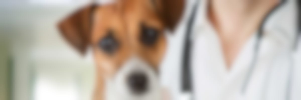 Hoe wordt tetanus bij honden behandeld?