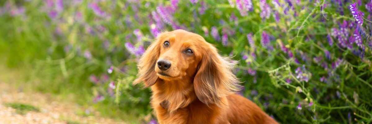 Wat is de menopauze bij honden ?