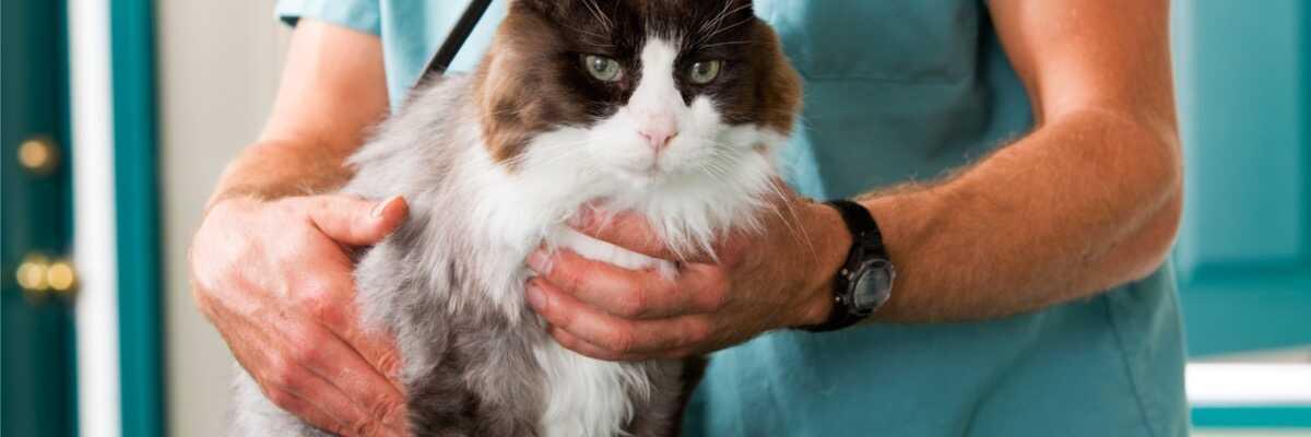Hoe scheer je een kat ?