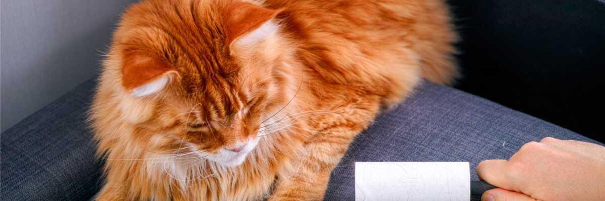 Hoe verwijder ik kattenhaar ? 