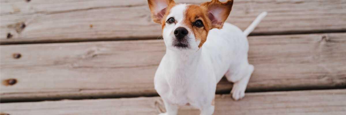 Hoe wordt een wrat bij een hond behandeld ?