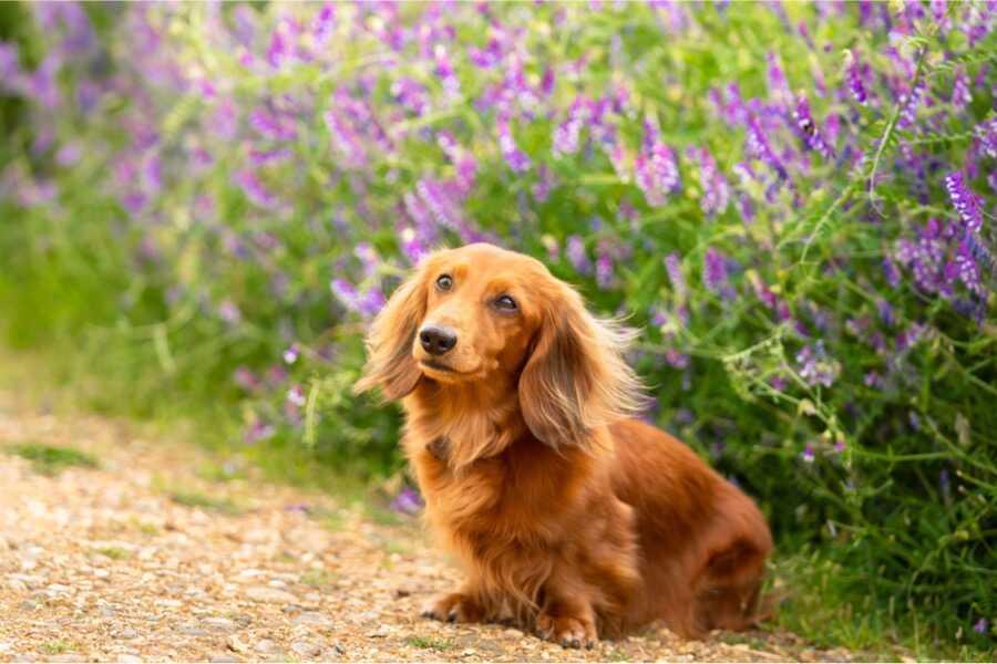 Wat is de menopauze bij honden ?