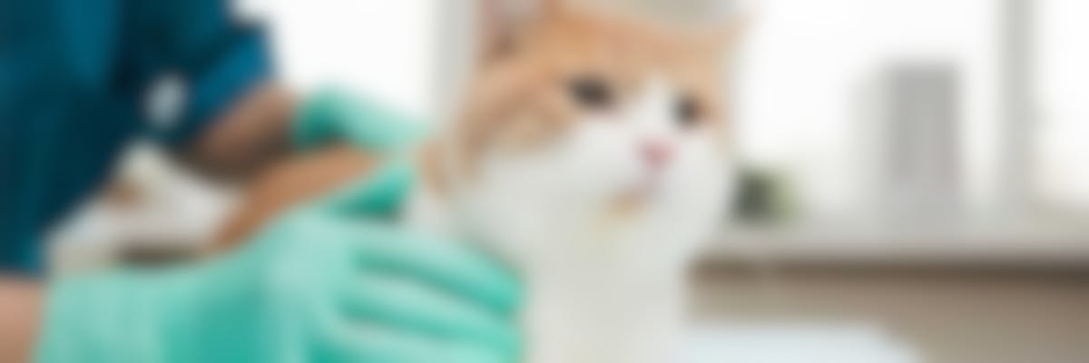 Qu'est-ce que l'épilepsie chez le chat ?