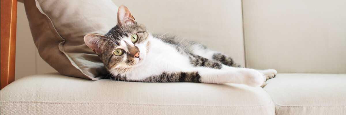 Hoe kan cataract bij katten worden behandeld ?