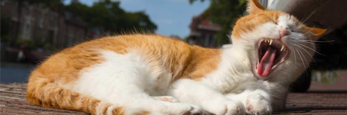 Melktanden bij katten: hoe verzorg je ze ?