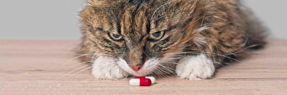 bruine kat ligt voor een kattenpil