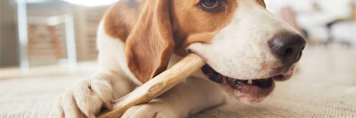 bâtonnets à mâcher et tartre dents du chien