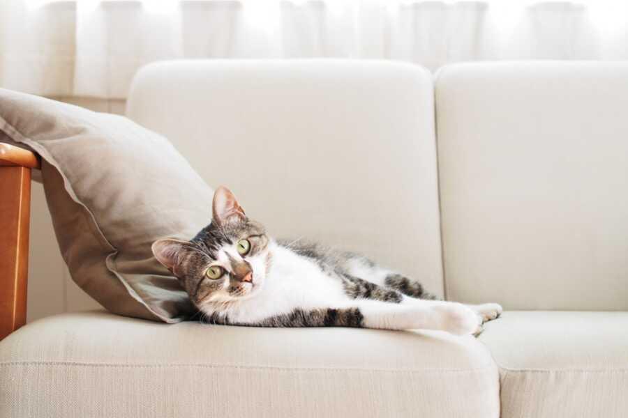 soulager la cataracte du chat