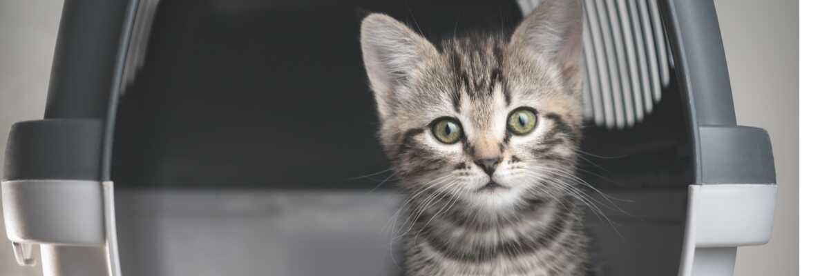 Je kat vervoeren: tas of kooi ?