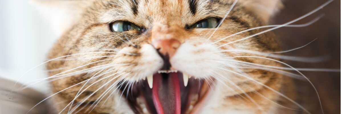 Pour quelles raisons un chat devient agressif envers son maître ? 
