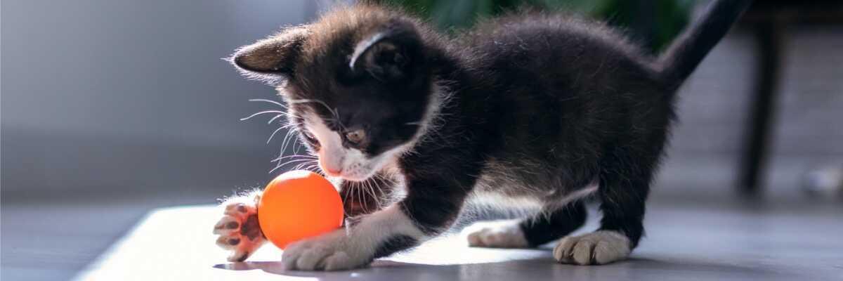 Wat is het beste speelgoed voor een kat ?