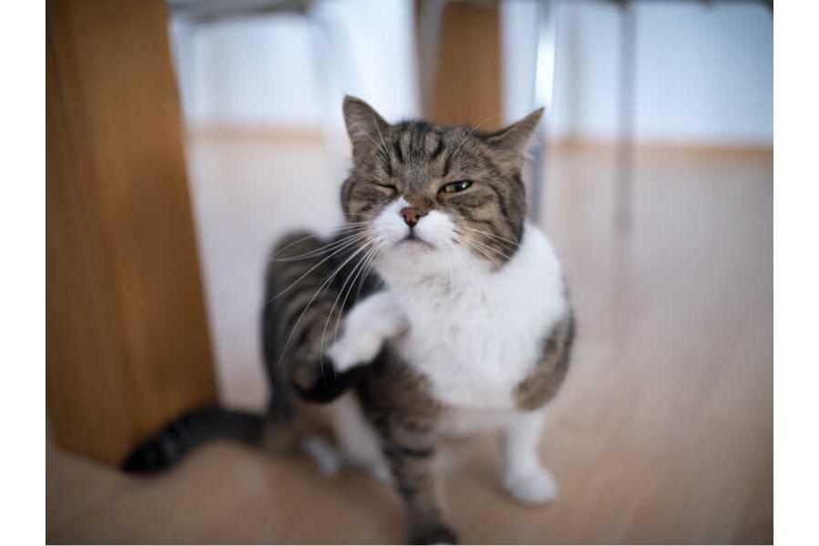 Peigne Anti-puces Autonettoyant Pour Chat - 2 Pièces, Acier Inoxydable, Vert Et Jaune - 5
