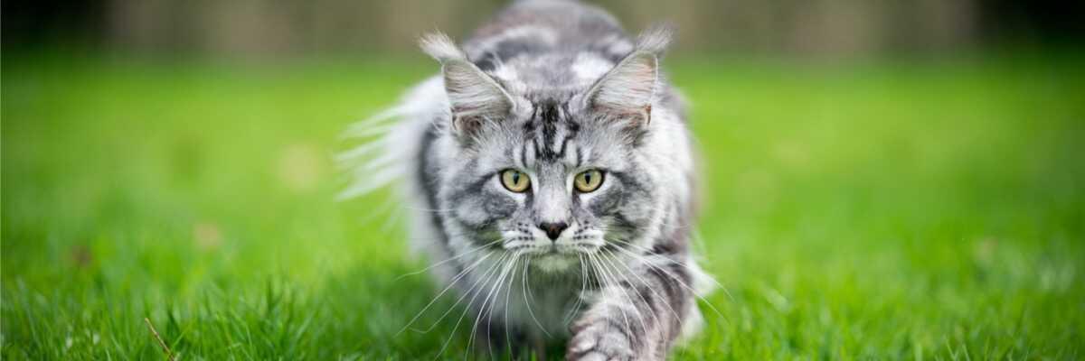 Op welke leeftijd moet een kat gecastreerd worden ?