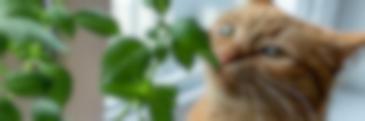 Welke planten zijn giftig voor katten ?