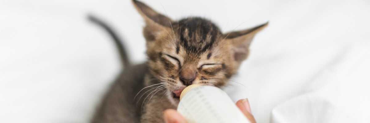 Hoe zorg je voor een kitten dat door zijn moeder is achtergelaten ?