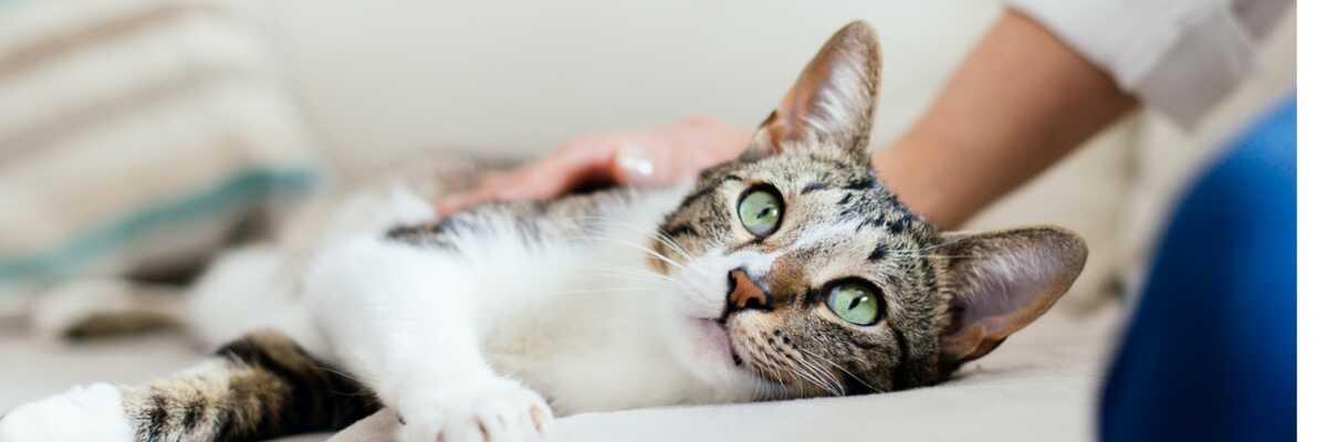 Korstjes bij katten.