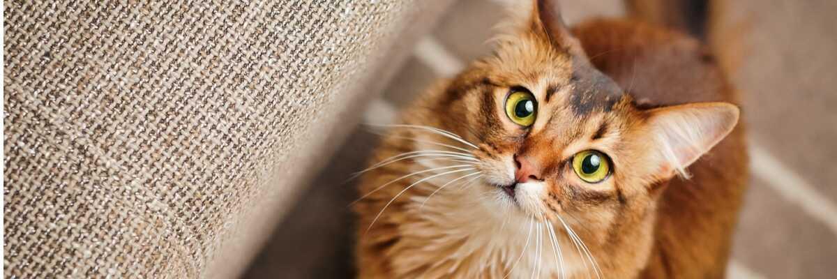 Welke naam geef ik aan mijn kat ?