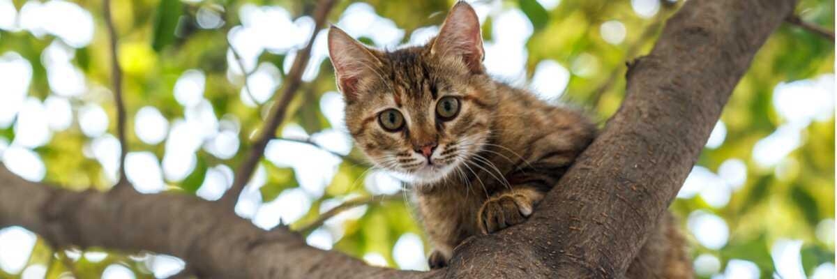 Chat Qui Se Perd Un Chat Peut Il Se Perdre Vetostore