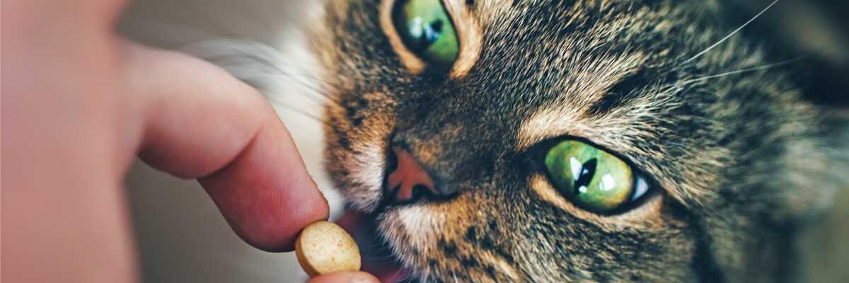 Hoe geef je een pil aan je kat?
