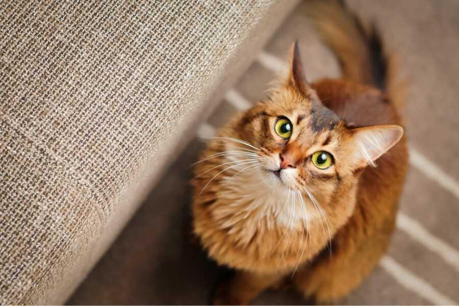 Welke naam geef ik aan mijn kat ?