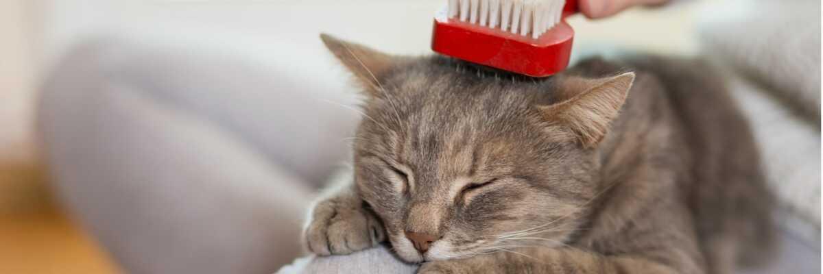 Haaruitval bij katten.