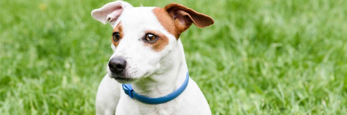 Vlooienband voor honden.