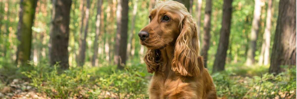 faire confirmer son chien au LOF