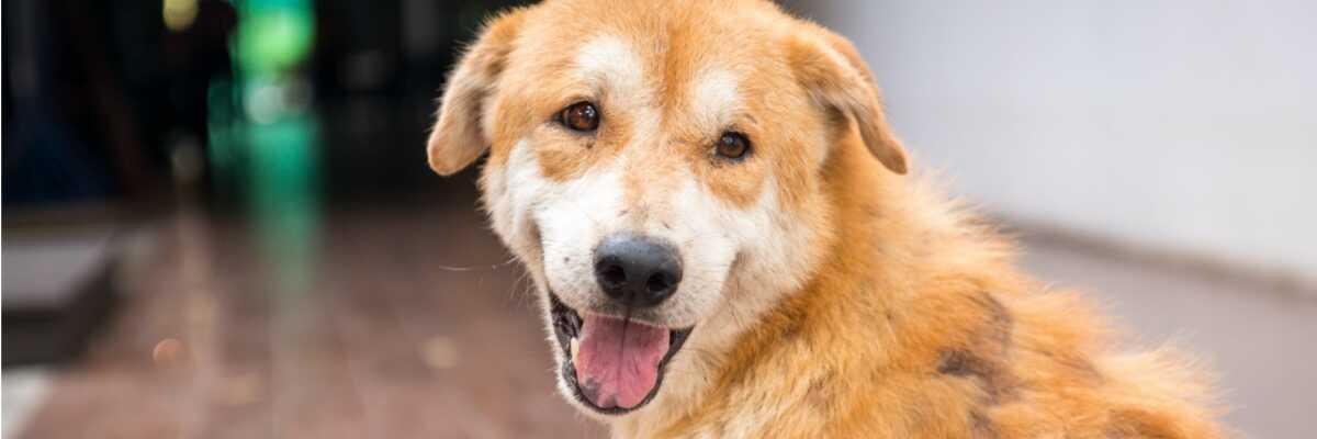 Pyodermie bij honden.