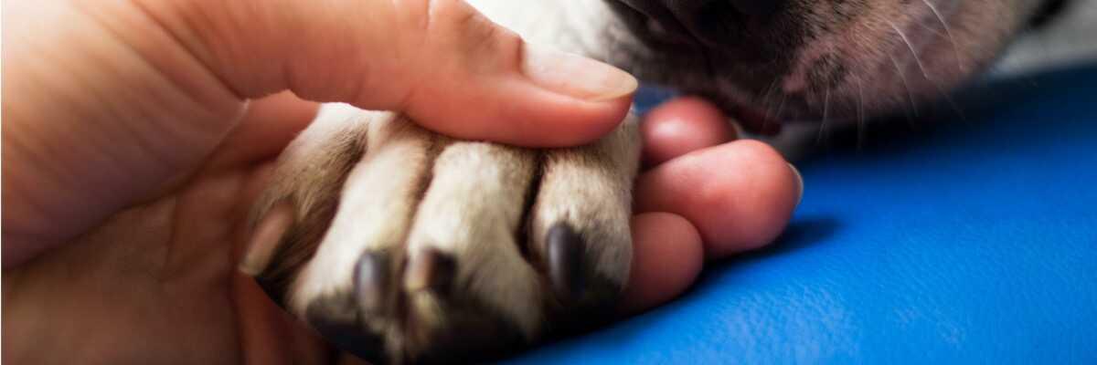 Nagels van je hond knippen.