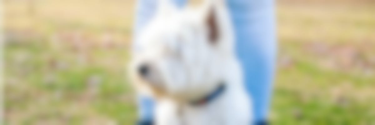 Hoe kies ik een GPS-halsband voor mijn hond ?