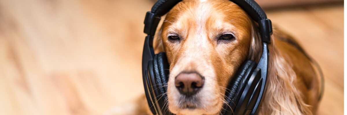 Eduquer son chien avec un sifflet ultrason : quel intérêt et comment faire ?