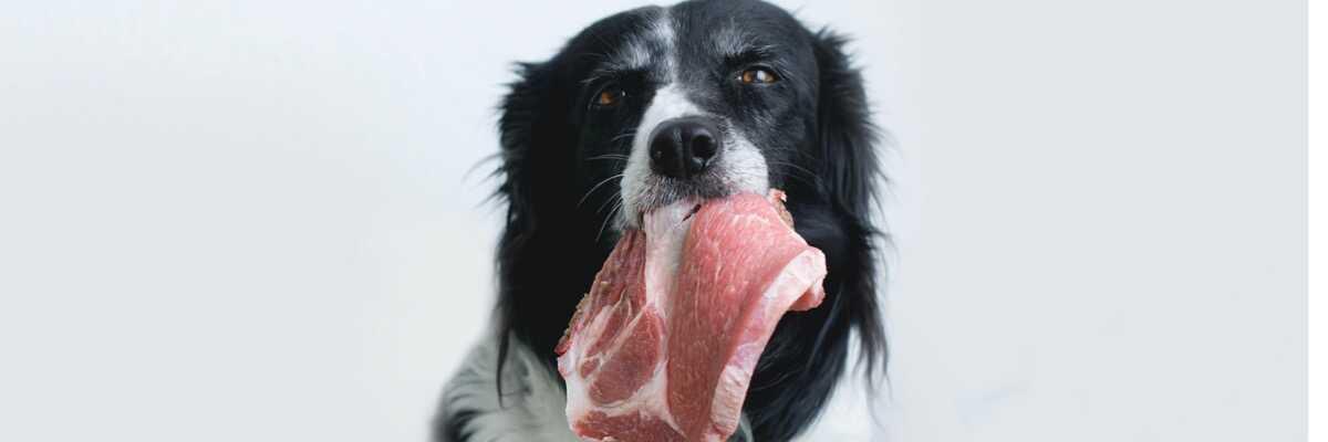 Alimentation du chien : qu'est-ce que la nourriture BARF ?