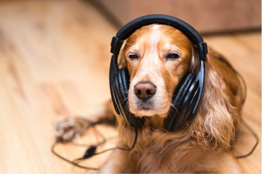 Les ultrasons sont-ils dangereux pour le chien