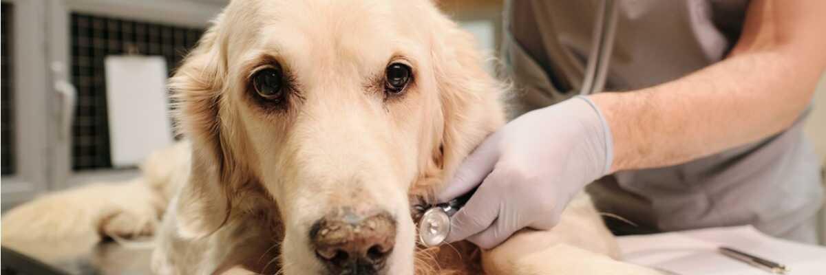 Waarom trilt mijn hond?