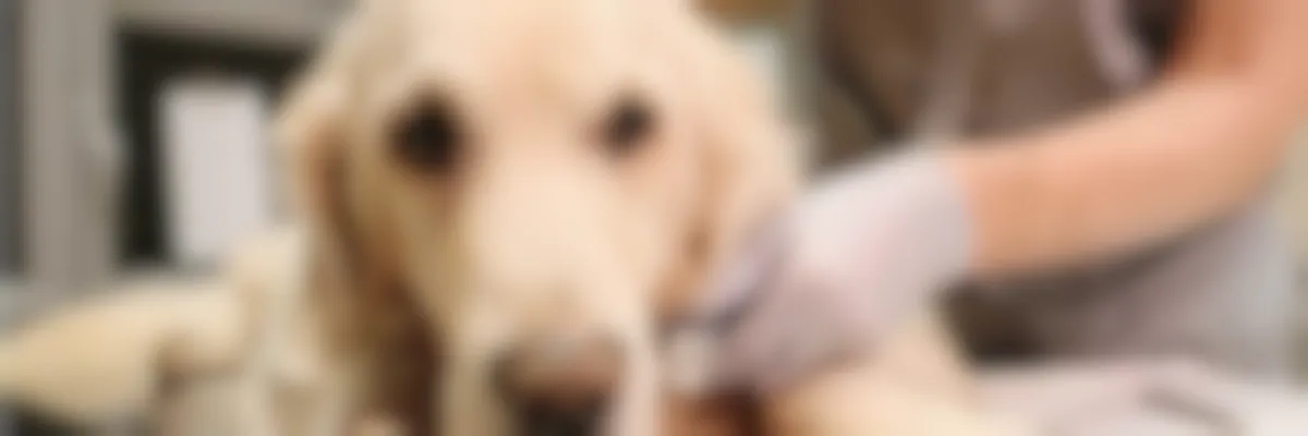 Chien Qui Tremble Pourquoi Mon Chien Tremble T Il Vetostore Chien Qui Tremble Pourquoi Mon Chien Tremble T Il Vetostore