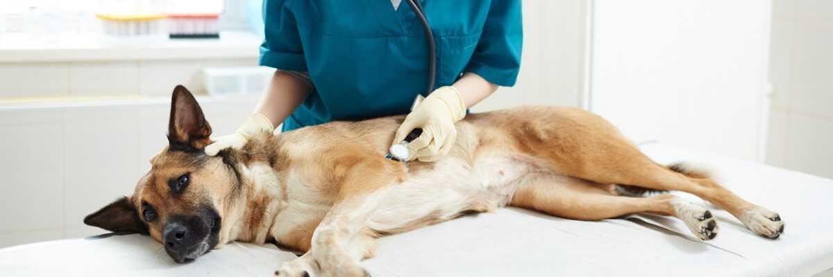Protéger votre chien de la toux du chenil