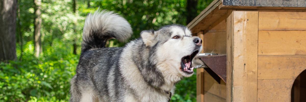 Mijn hond blaft de hele tijd, is dat normaal?
