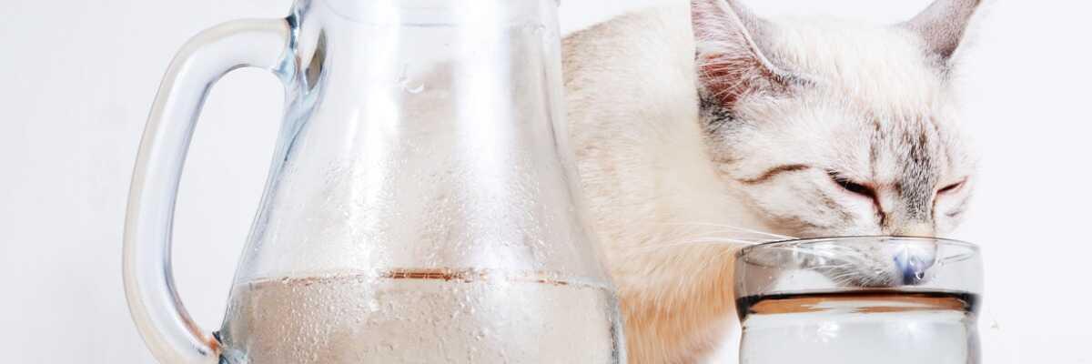 Hoe waterbehoefte van mijn kat bepalen?
