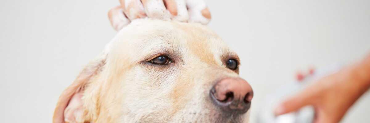 Ja, je kunt je hond zelf verzorgen.