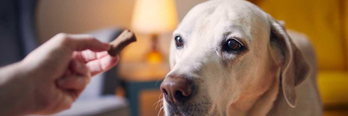 Donner des friandises à son chien