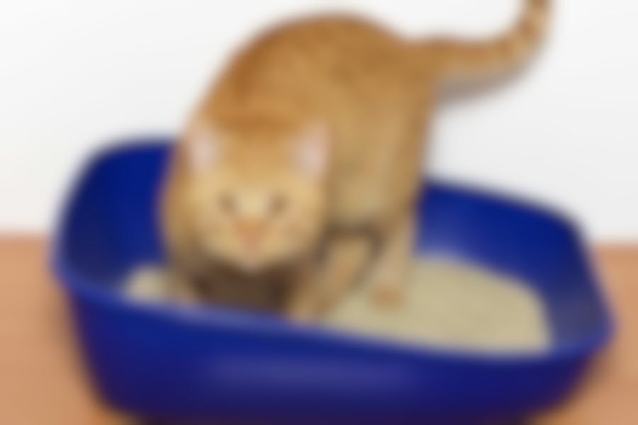 Mon chat a des calculs urinaires, que puis-je faire?