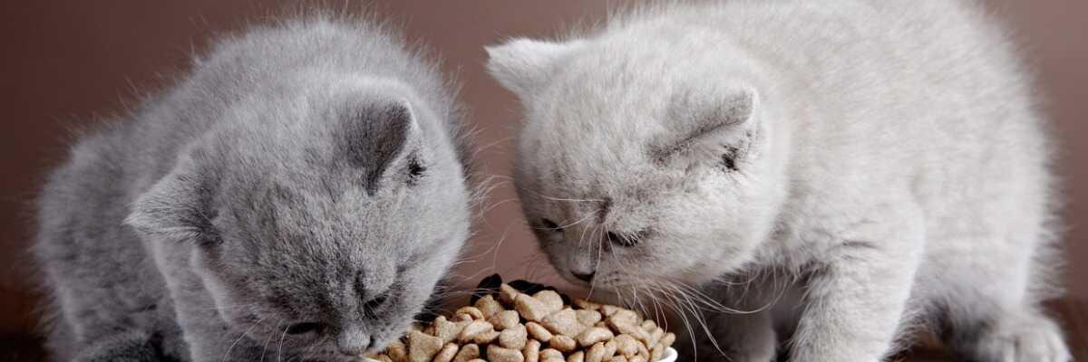 Het droogvoer voor katten is aangepast aan elke levensfase.